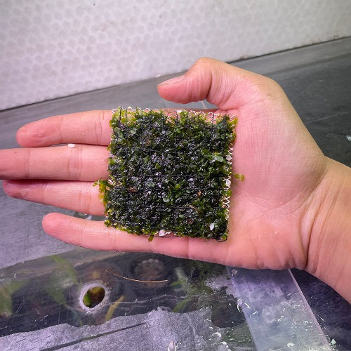 A25SP Monosolenium Tenerum - Pellia - Mesh