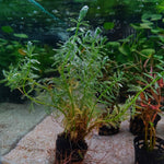 Myriophyllum Aquaticum - Pot