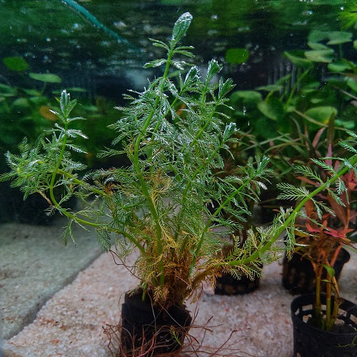 Myriophyllum Aquaticum - Pot
