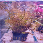 Myriophyllum Tuberculatum Red - Pot