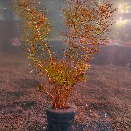 Myriophyllum Tuberculatum Red - Pot