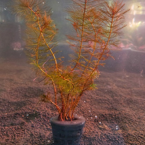 Myriophyllum Tuberculatum Red - Pot