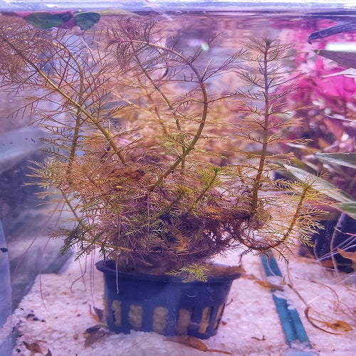 Myriophyllum Tuberculatum Red - Pot