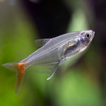 Neon Blood Fin Tetra 2.2cm