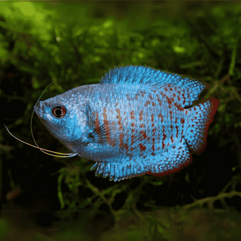 Neon Blue Gourami 3cm