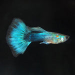 Neon Guppy Male