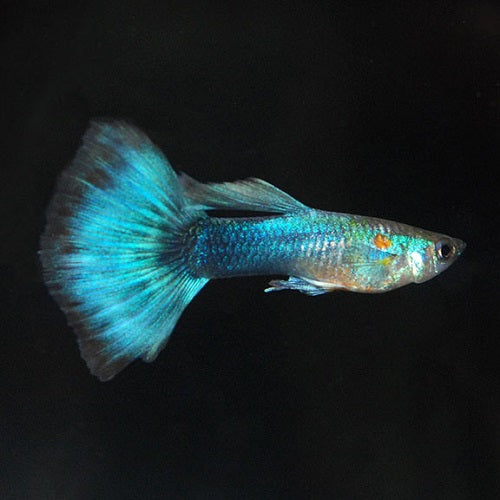 Neon Guppy Male