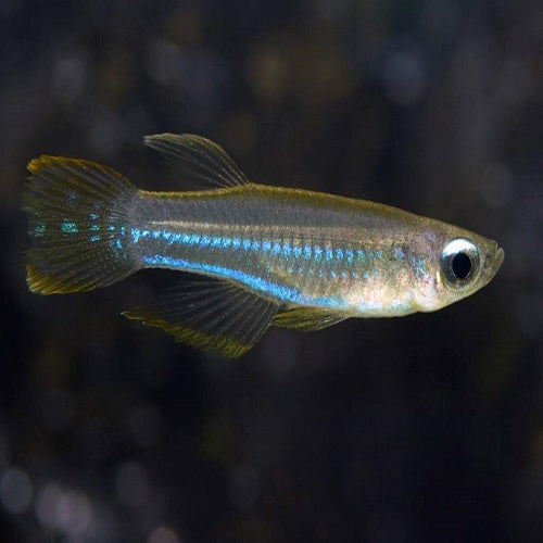 Normans Lamp Eye Tetra 2cm