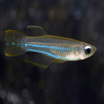 Normans Lamp Eye Tetra 2cm