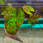 Nymphaea Lotus 'Green' 5-6cm