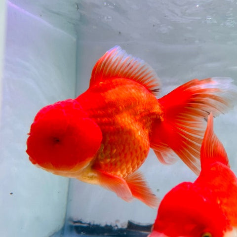 Oranda Gold 8-9cm