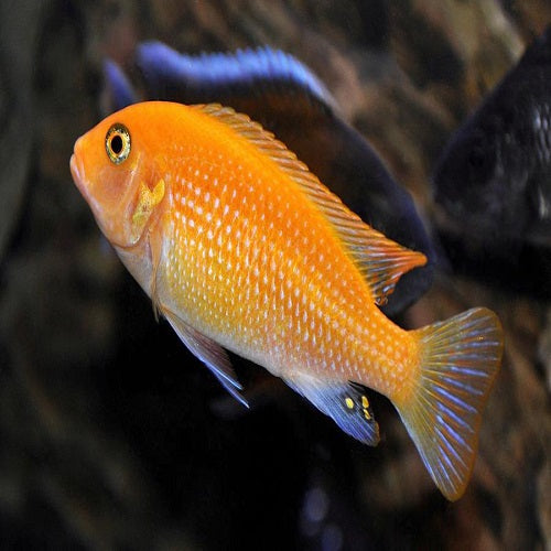 Orange Cichlid Local 1.5-2"
