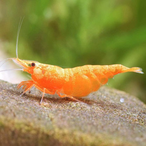 Orange Fire Shrimp 1.5-2cm