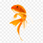 Orange Veiltail Koi Carp 12-14cm