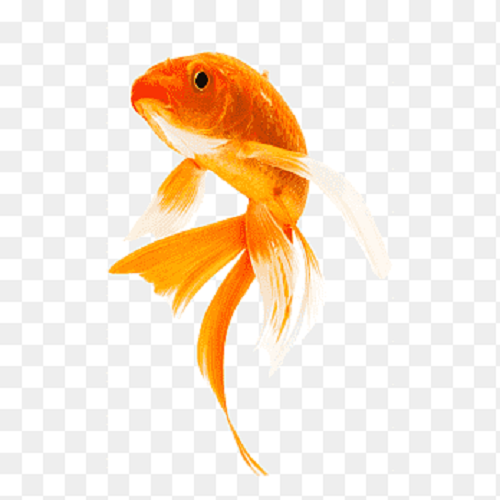 Orange Veiltail Koi Carp 12-14cm