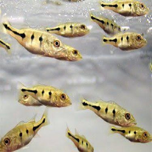 Orinoco Peacock Bass 4.5cm