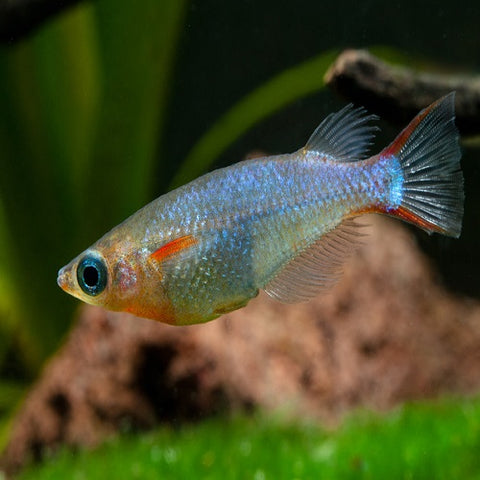 Oryzias Woworae 2.5cm