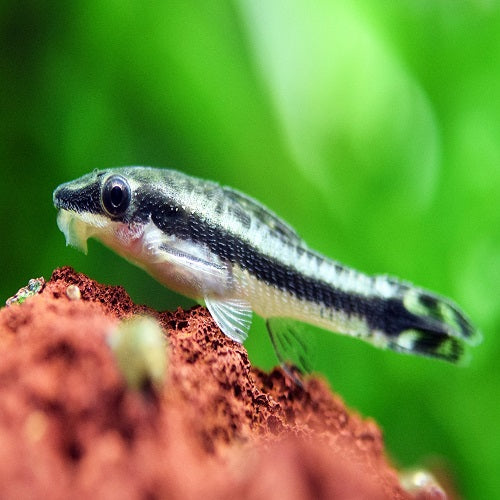 Ottocinclus 3cm