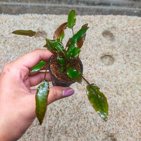 P050 Cryptocoryne Walkeri IMP