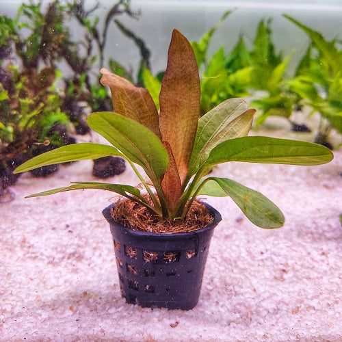 P075 Echinodorus Red Rubin 9-11cm IMP
