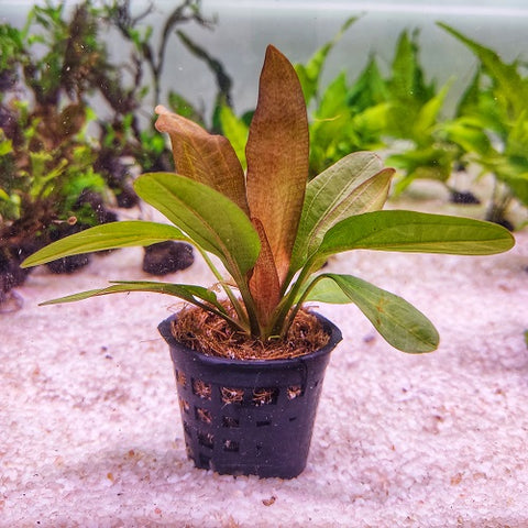 P075 Echinodorus Red Rubin 9-11cm IMP