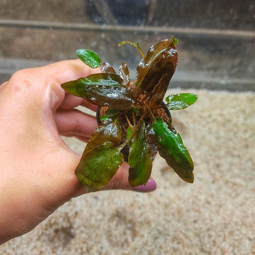 P154 Cryptocoryne Wendtii Tropica IMP