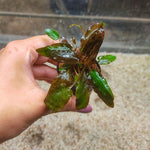 P154 Cryptocoryne Wendtii Tropica IMP