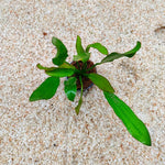 P160 Echinodorus Red Flame 11-13cm IMP