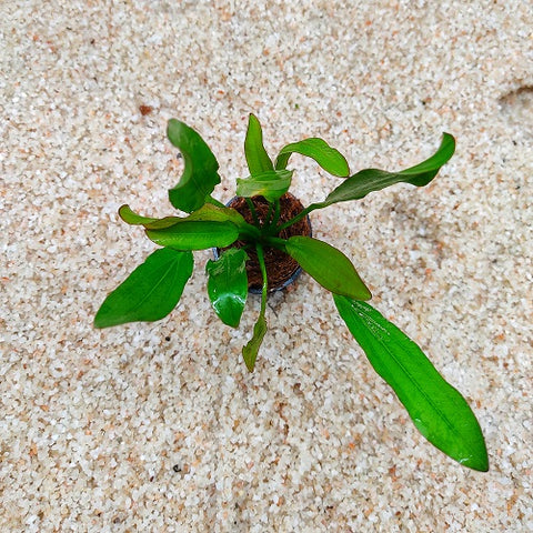 P160 Echinodorus Red Flame 11-13cm IMP