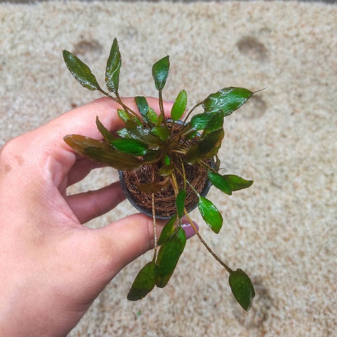 P175 Cryptocoryne Wendtii Mioya IMP