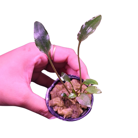 P184 Cryptocoryne Undulatus Red IMP - Pot