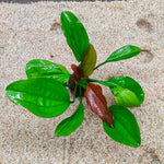 P261 Echinodorus Fancy Twist 21-23cm IMP