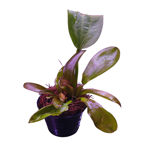 P261 Echinodorus Fancy Twist IMP - Pot