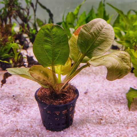 P267 Echinodorus Reni 9-10cm IMP