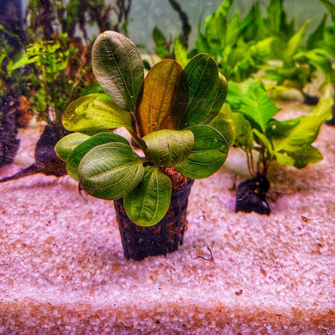 P291 Echinodorus Hadi Red Pearl 6-7cm IMP