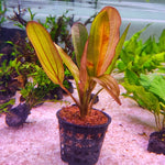 P368 Echinodorus Red Chameleon 9-11cm IMP