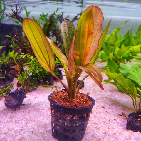 P368 Echinodorus Red Chameleon 9-11cm IMP