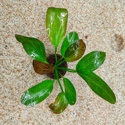 P524 Echinodorus Red Devil 13-15cm IMP