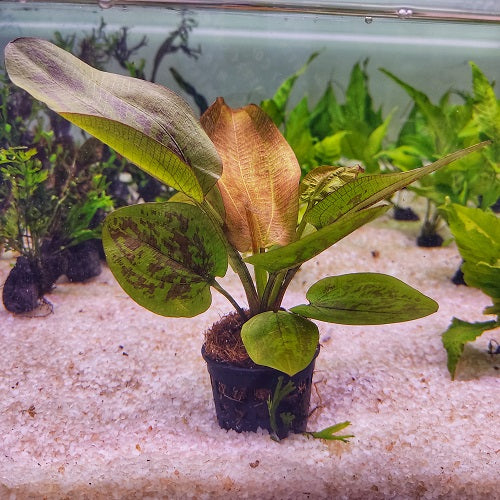 P535 Echinodorus Chocolate Marble 14-16cm IMP