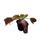P535 Echinodorus Chocolate Marble 14-16cm IMP