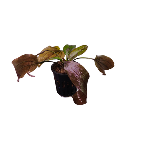 P535 Echinodorus Chocolate Marble 14-16cm IMP