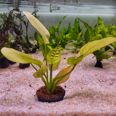 P560 Echinodorus Yellow Sun 11-13cm IMP - Pot