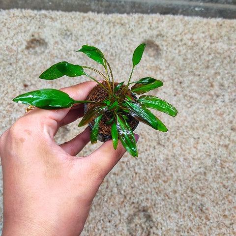 P582 Cryptocoryne Wendtii Affinis Red - Pot