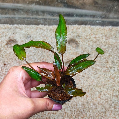P636 Cryptocoryne Florida Sunset IMP