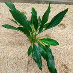 P639 Homalomena Sp Broad Sekadau South 24-26cm