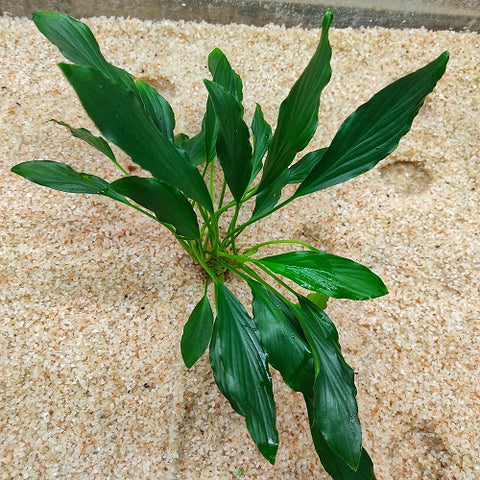 P639 Homalomena Sp Broad Sekadau South 24-26cm