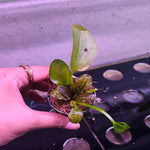 P661 Echinodorus Paul Kloecker IMP - Pot