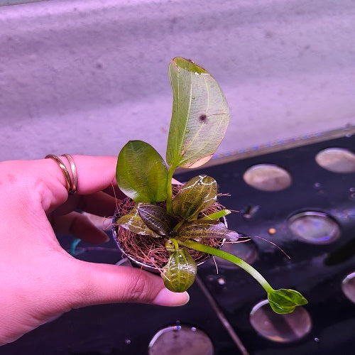 P661 Echinodorus Paul Kloecker IMP - Pot