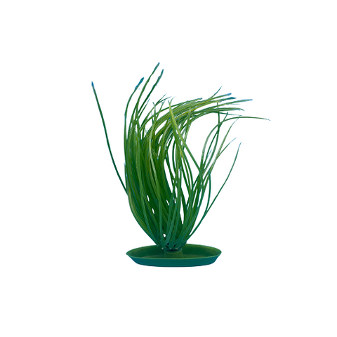 PP-511 Hairgrass