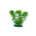 PP-512 Hornwort